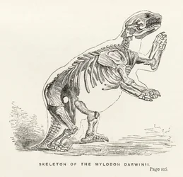 Squelette du Mylodon Darwinii, de 
